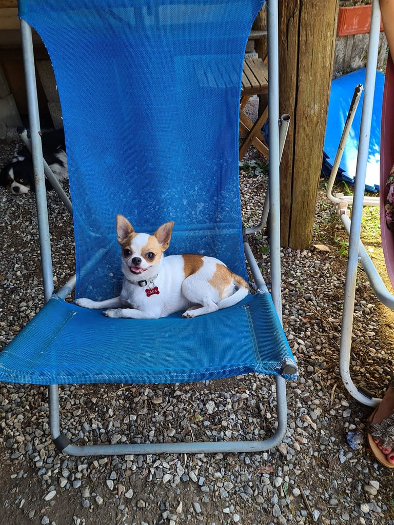 SABA 2 inbound8088582366963935002