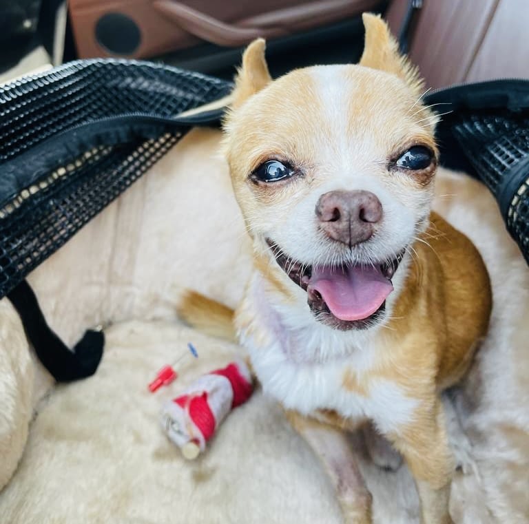 Pepe 2 9243d7e8 4aa3 4ea2 8b76 cf240c688694