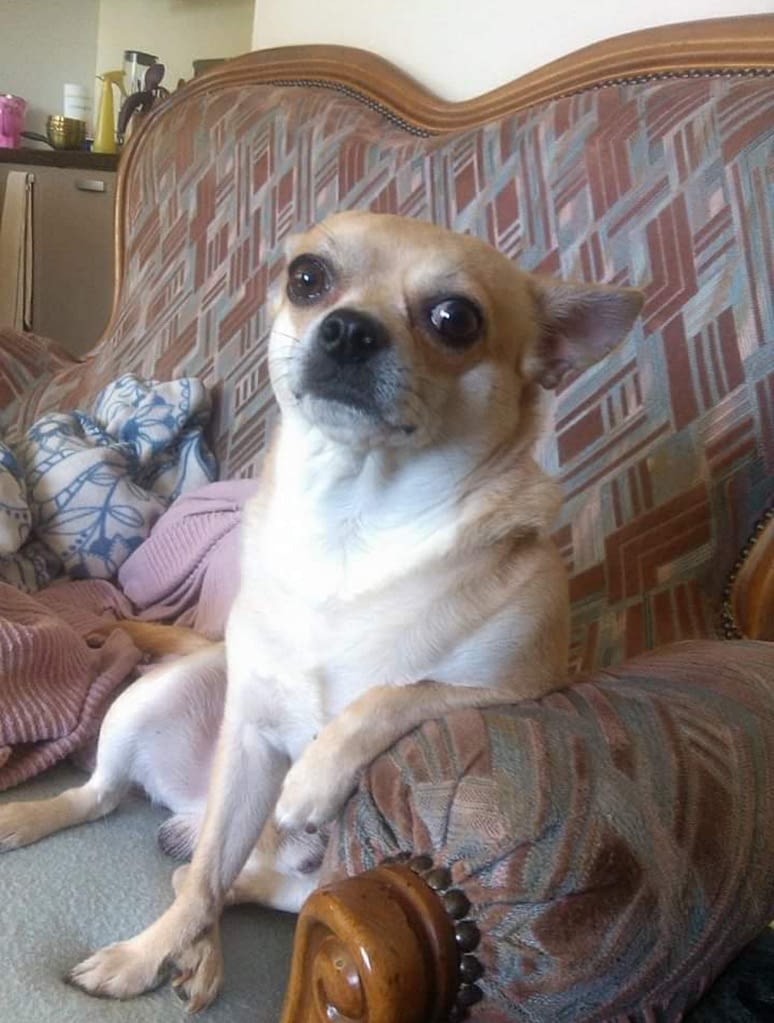 Fébus 2 inbound2348121840004092949