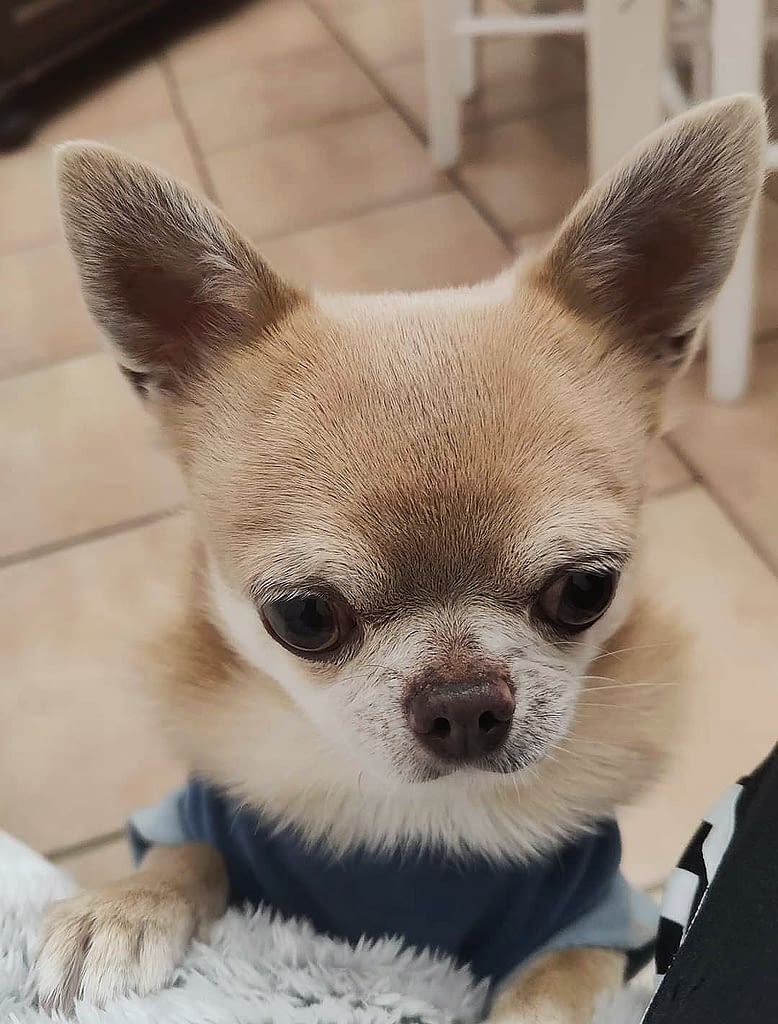 bleu 2 inbound718856850123025099