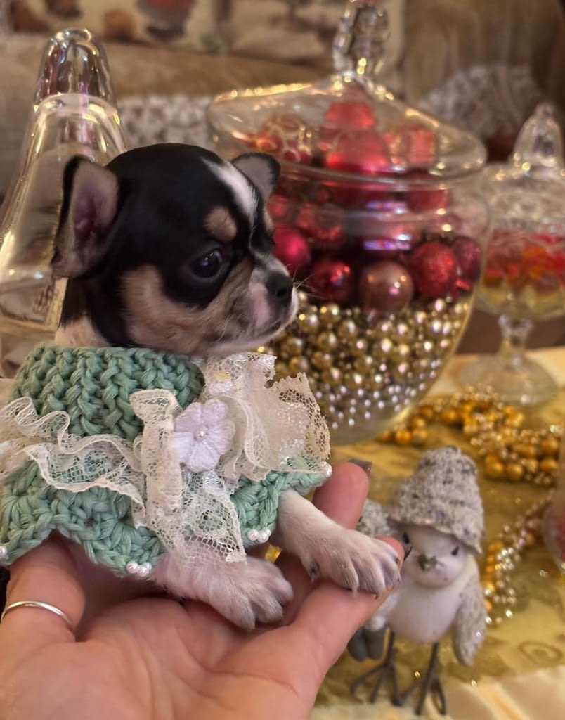 Elon 2 inbound9165658007290392060