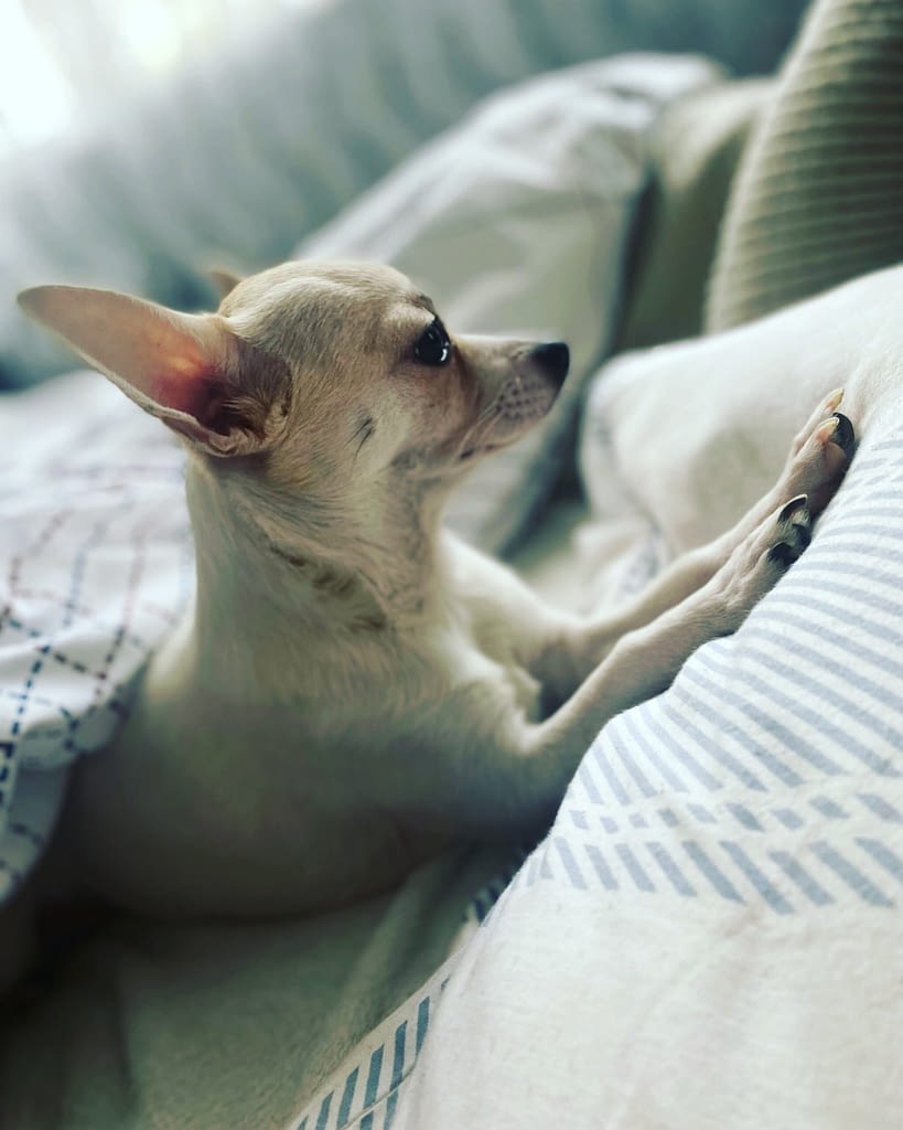 Luna 2 8655D8AE E788 40EB ADE1 B2C69DCD2714