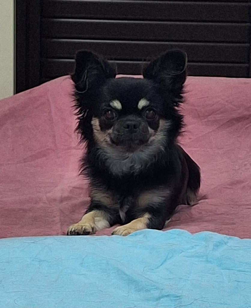 Lola (Elena PL) 2 inbound5009957939013174303