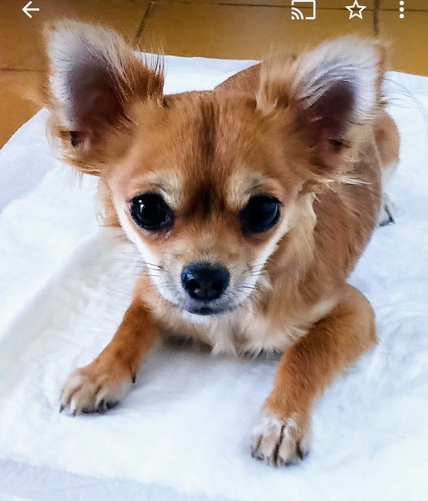 Lily 2 inbound8783737395362320602