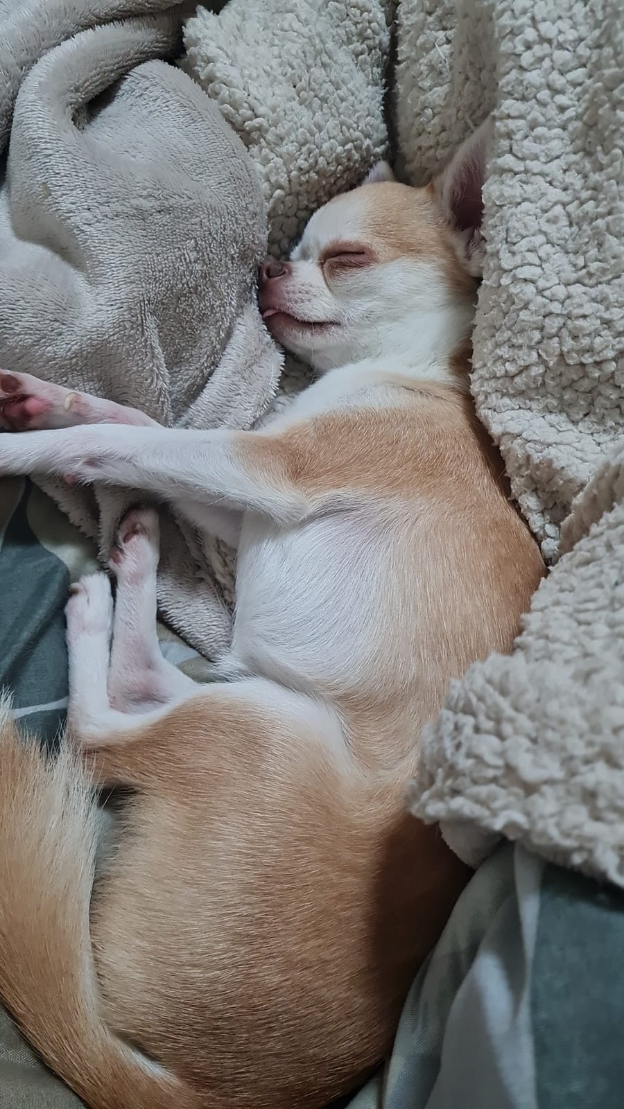 PEPE 1 inbound4511567917697937524