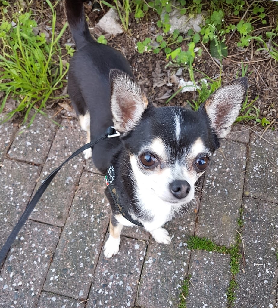 Nymphadora Tonks 2 guest 1761329011 5ffd inbound8045082696728783321 scaled