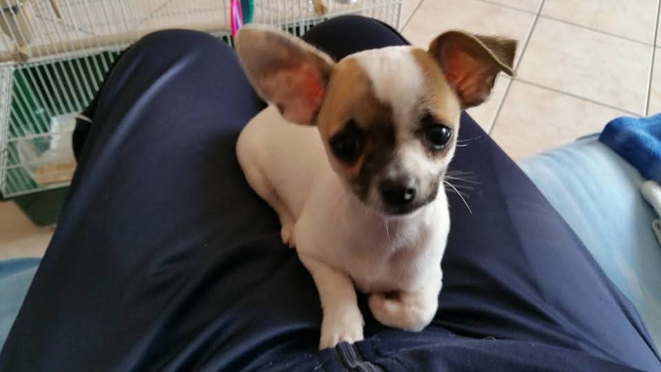 Tommy 2 inbound5827347301254814050