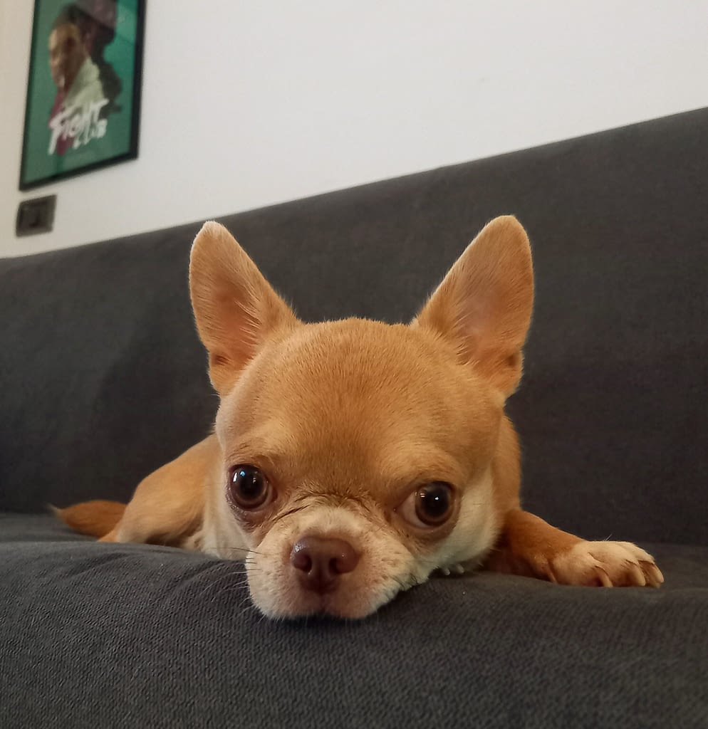 Peter 2 inbound5845212377346699564 scaled