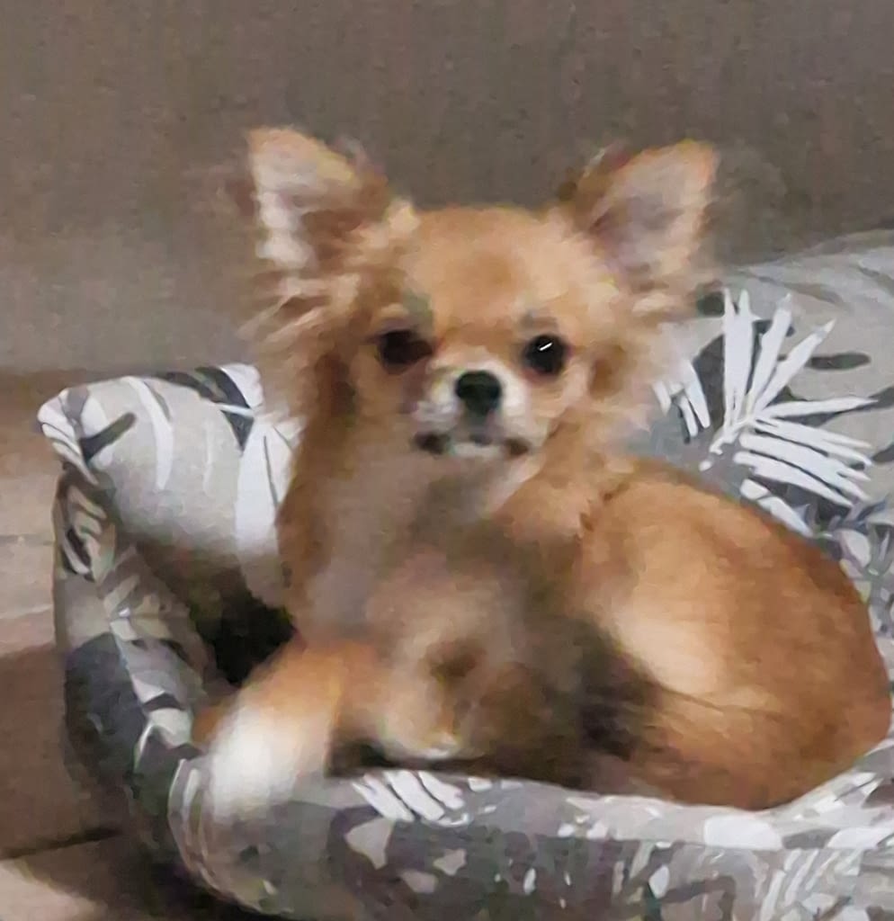 PEPITA 2 inbound8318334637793765792